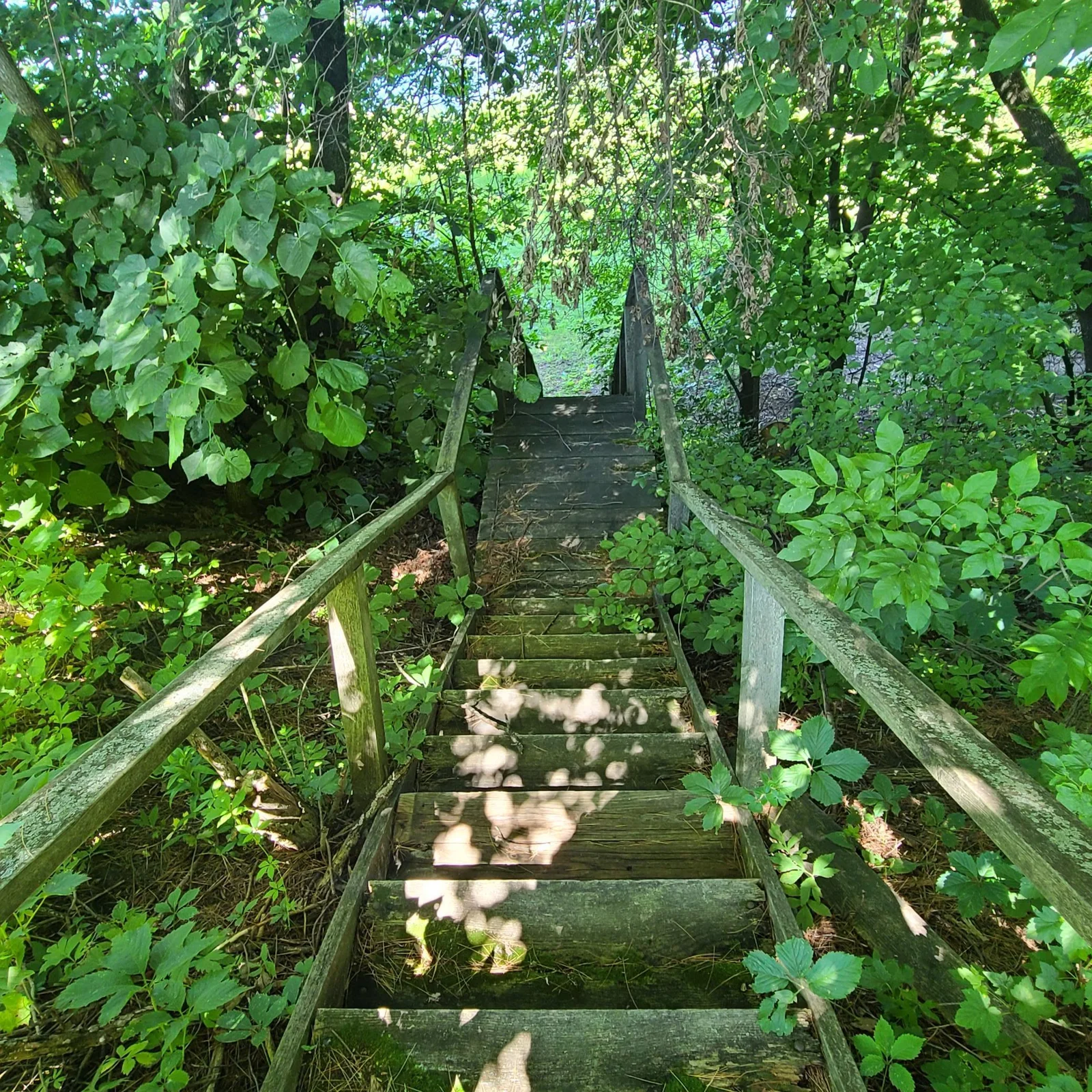 Stairs from Cabin to Lakeshore