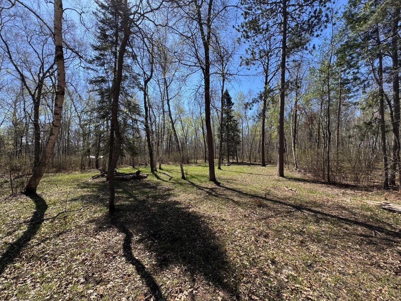 Clearing/Food Plots on North Side