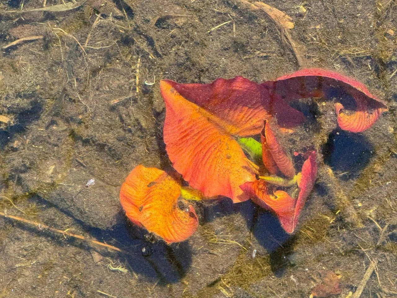 Water Clarity