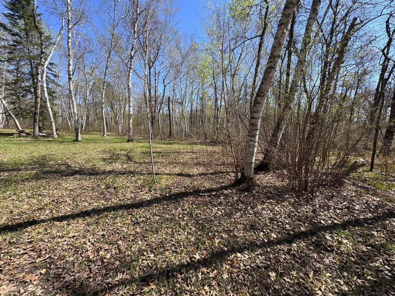 Clearing/Food Plots on North Side