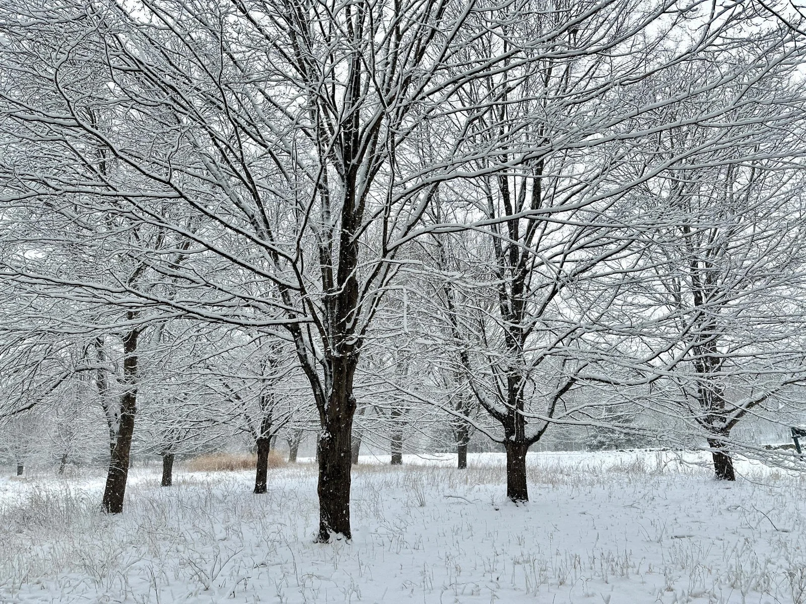 IMG_8369.jpg