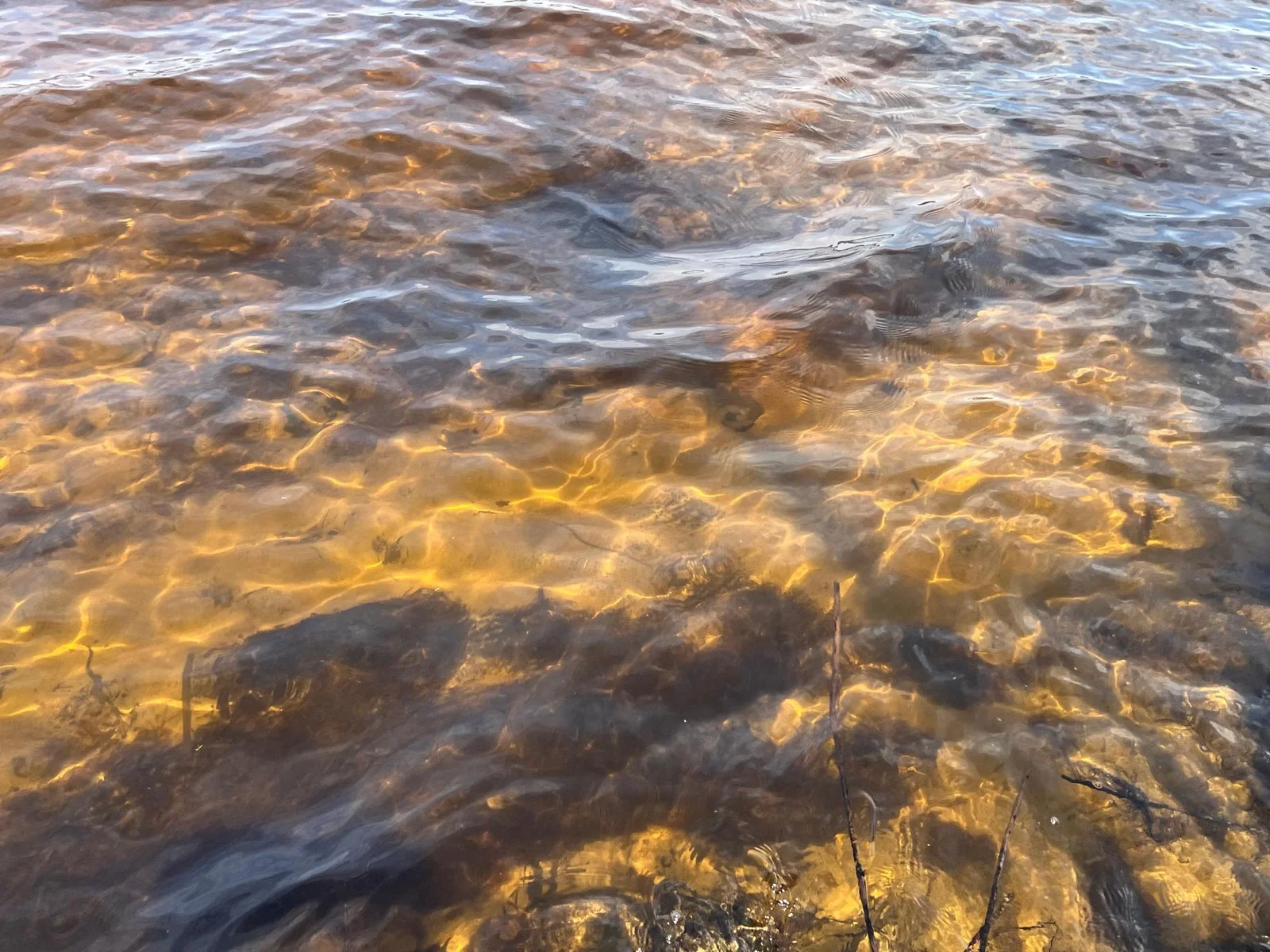 THE LAKE BOTTOM EVERYONE DREAMS OF - CRYSTAL CLEAR WATER AND A HARD SAND LAKE BOTTOM !