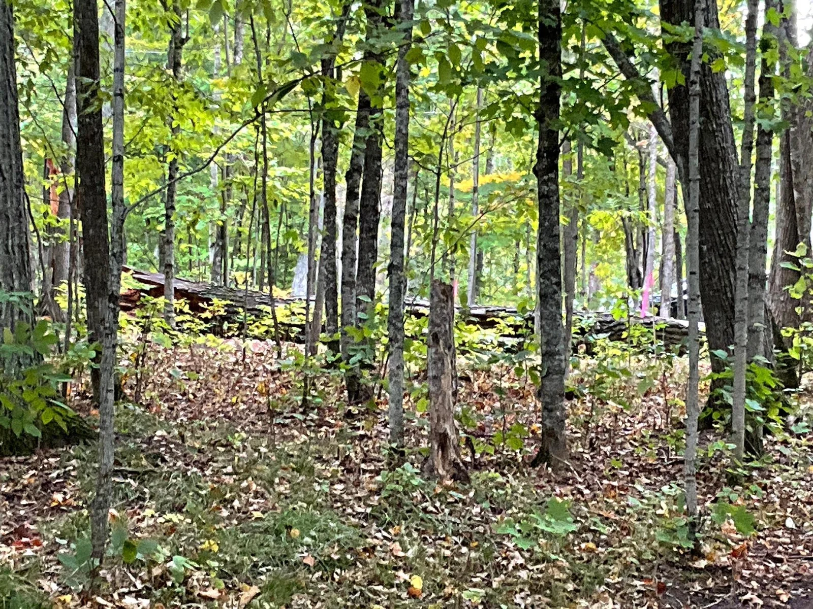 A VIEW OF THE MIXED HARDWOOD FOREST YOU CAN CALL YOUR OWN.