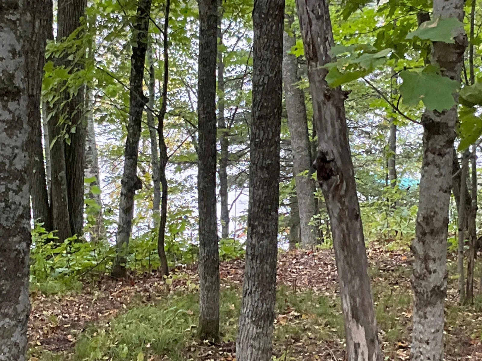 ANOTHER VIEW TO THE LAKE, FROM THE PROPERTY.