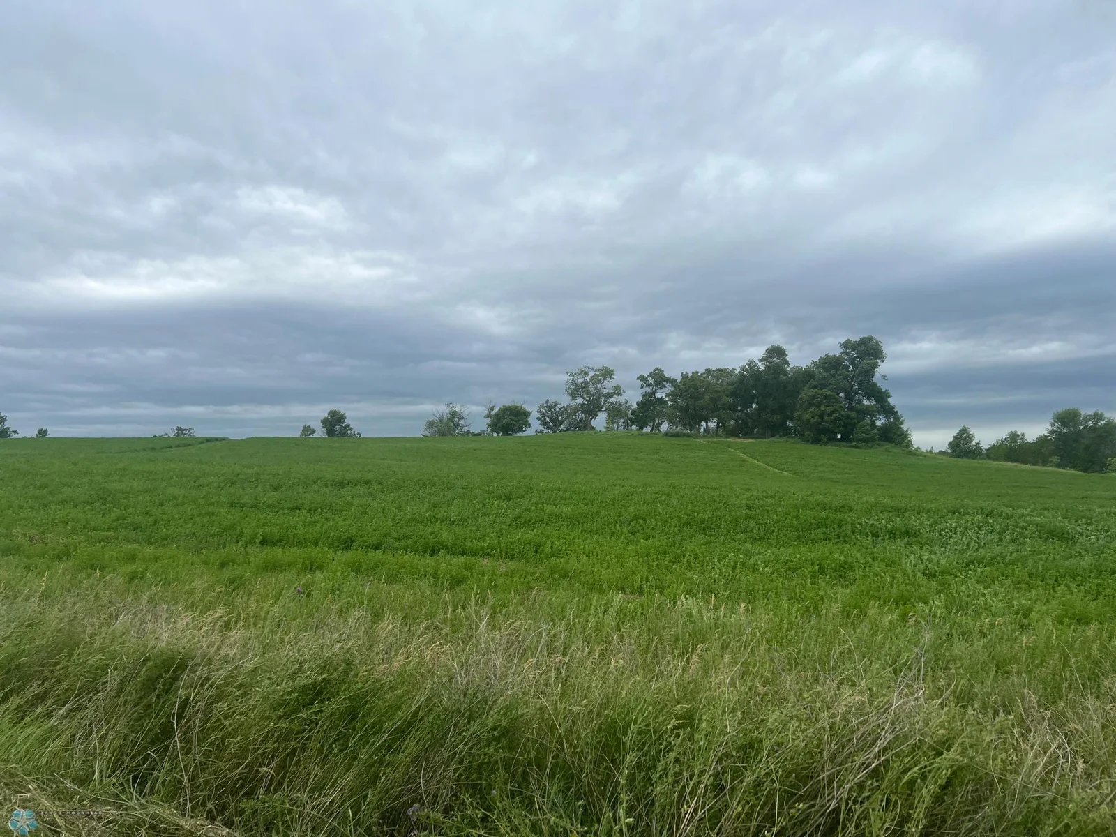 Facing West from Boyer Lake Rd