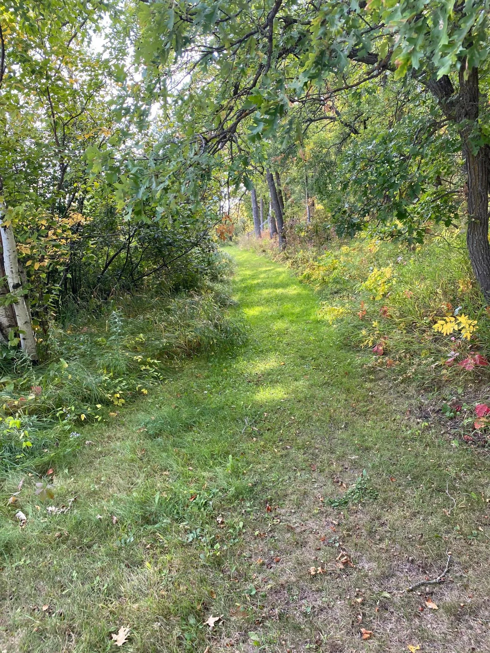 Path by Lake