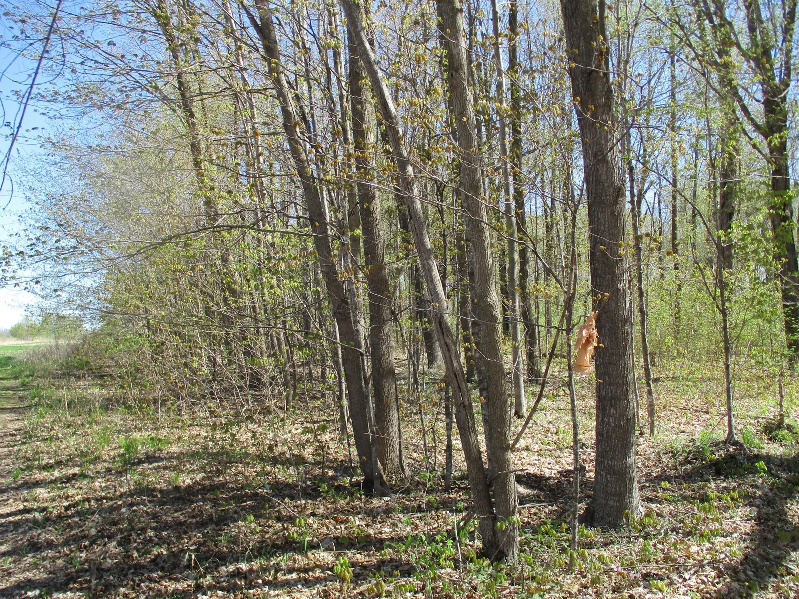 The edge of the woods.