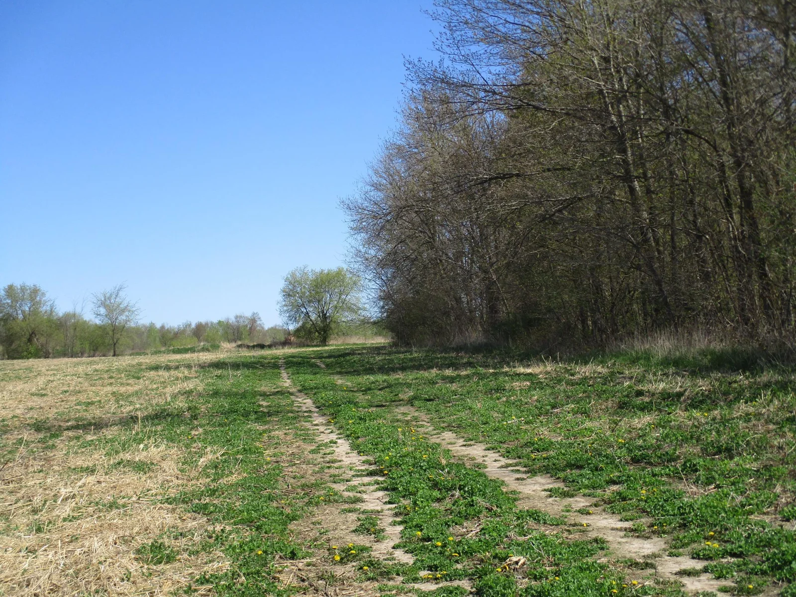 The edge of the woods!