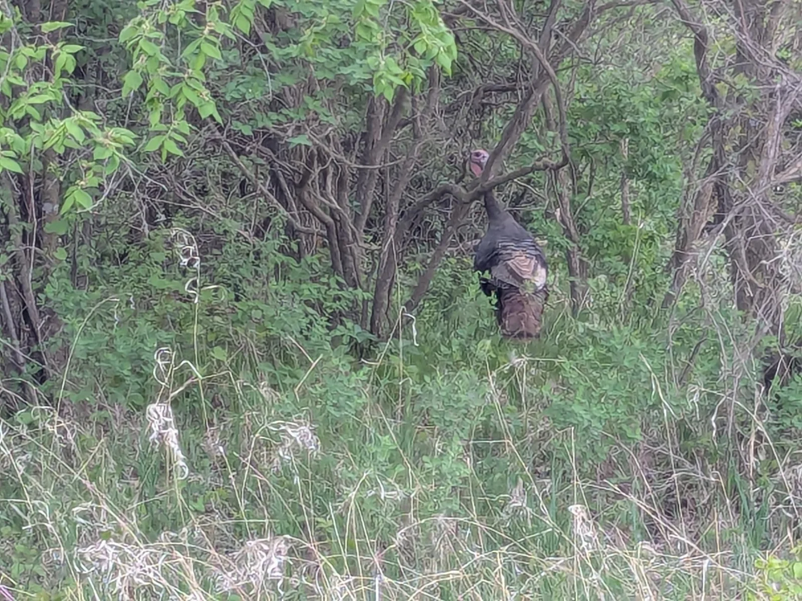 Wild Turkeys
