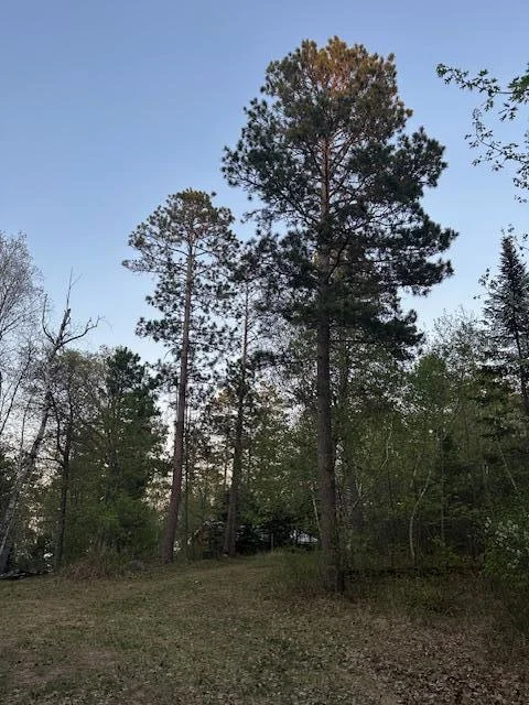 Towering Pines.jpg