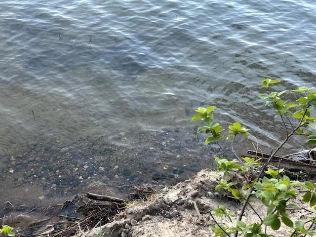 Sandy Bottom Shoreline.jpg