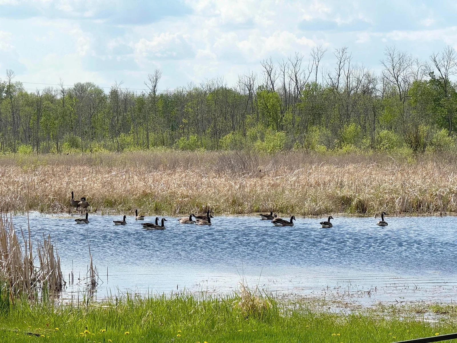 Another view from the backyard, a nature haven!