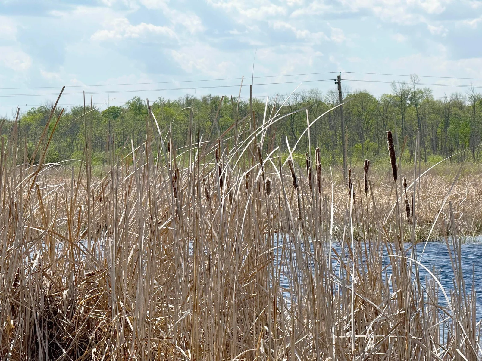 A shot of some cattails as viewed from the backyard.