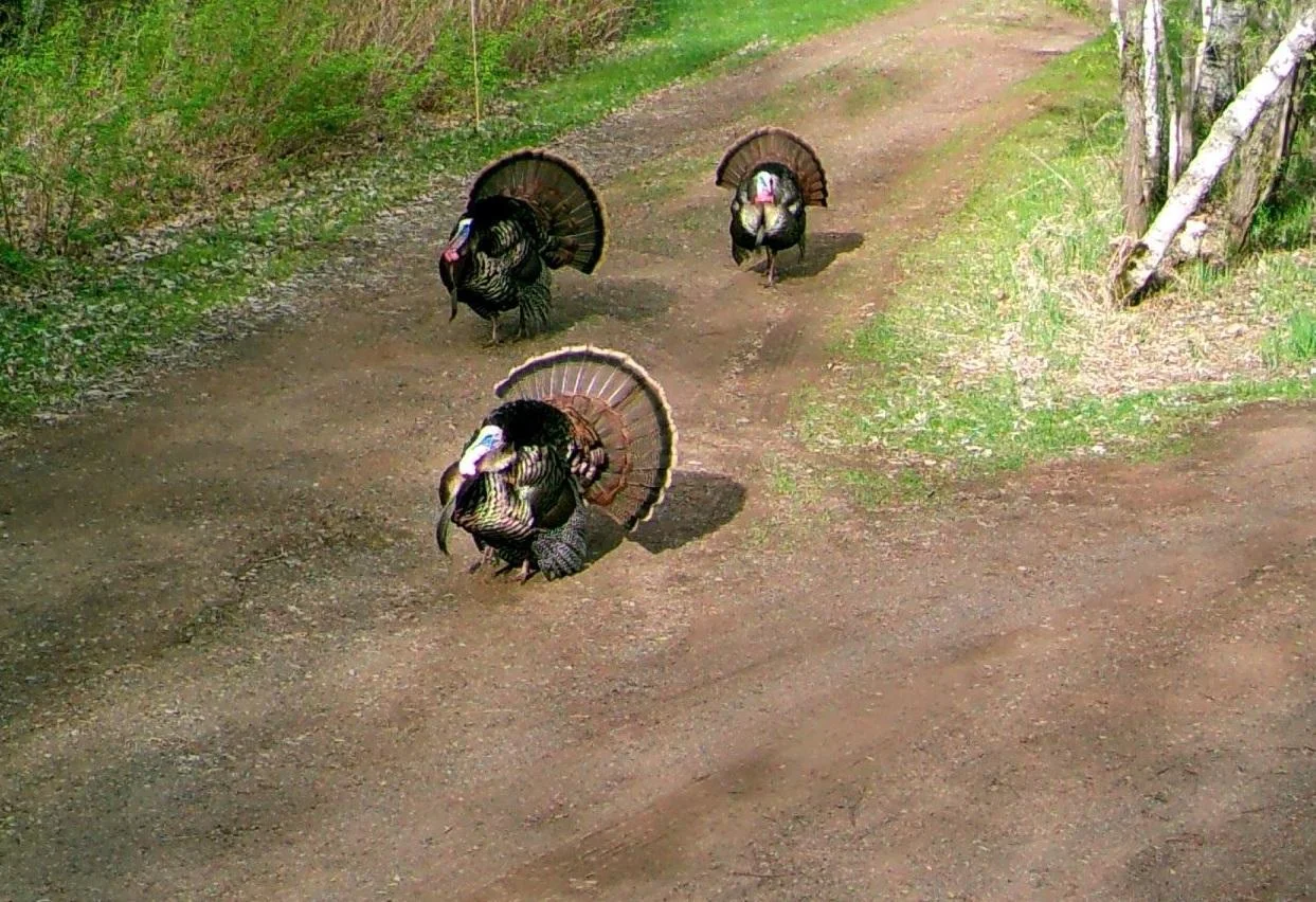 Turkeys Cropped.jpg