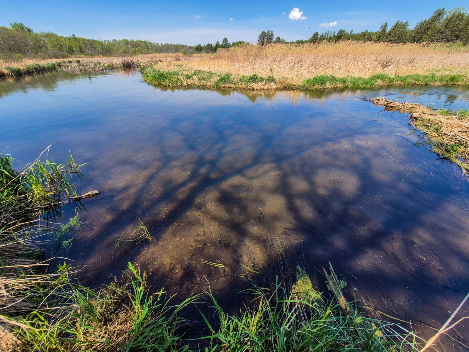 Great water fowl hunting