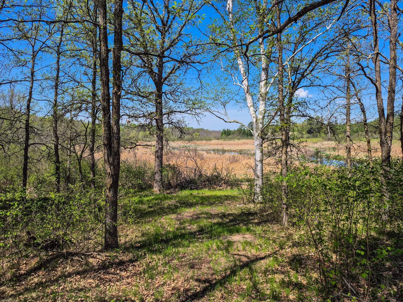 Treeline