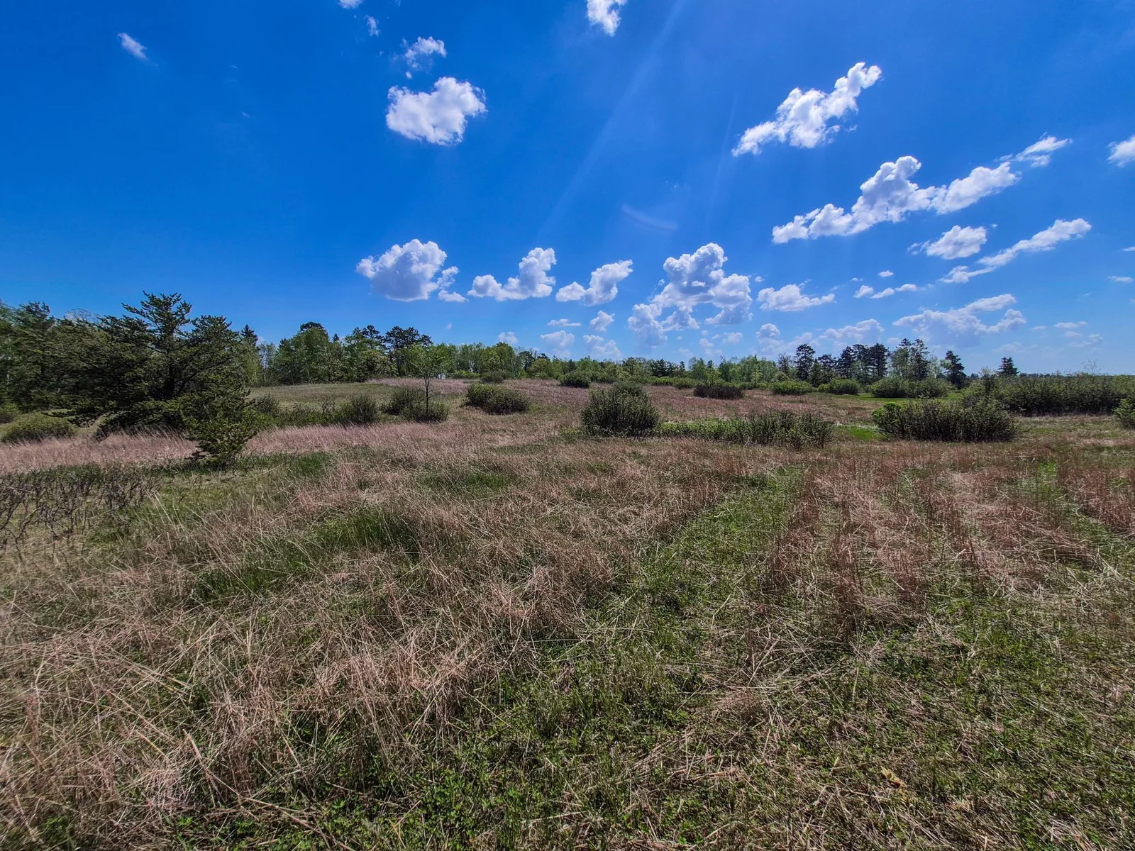 Meadow