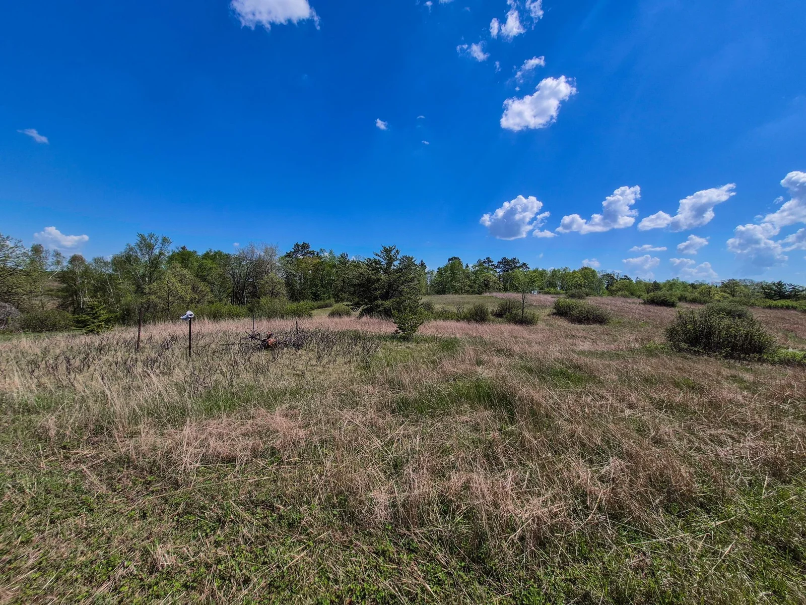 Meadow