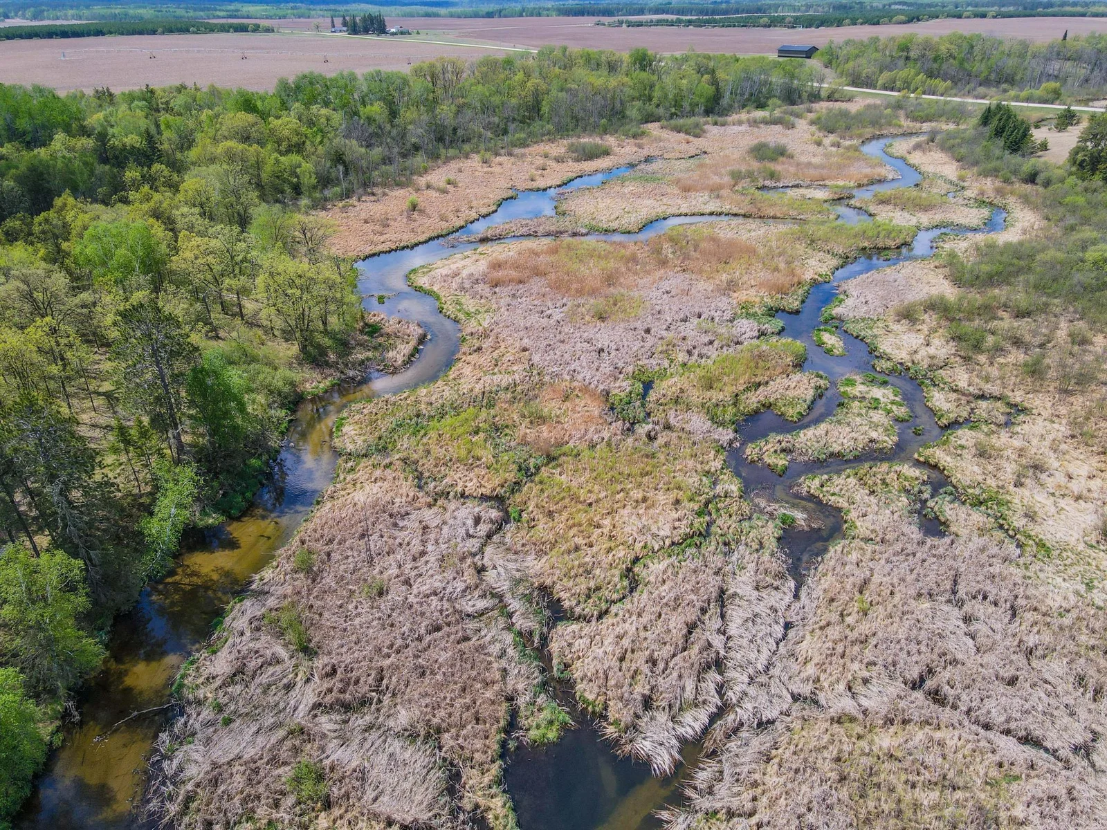 Wetland
