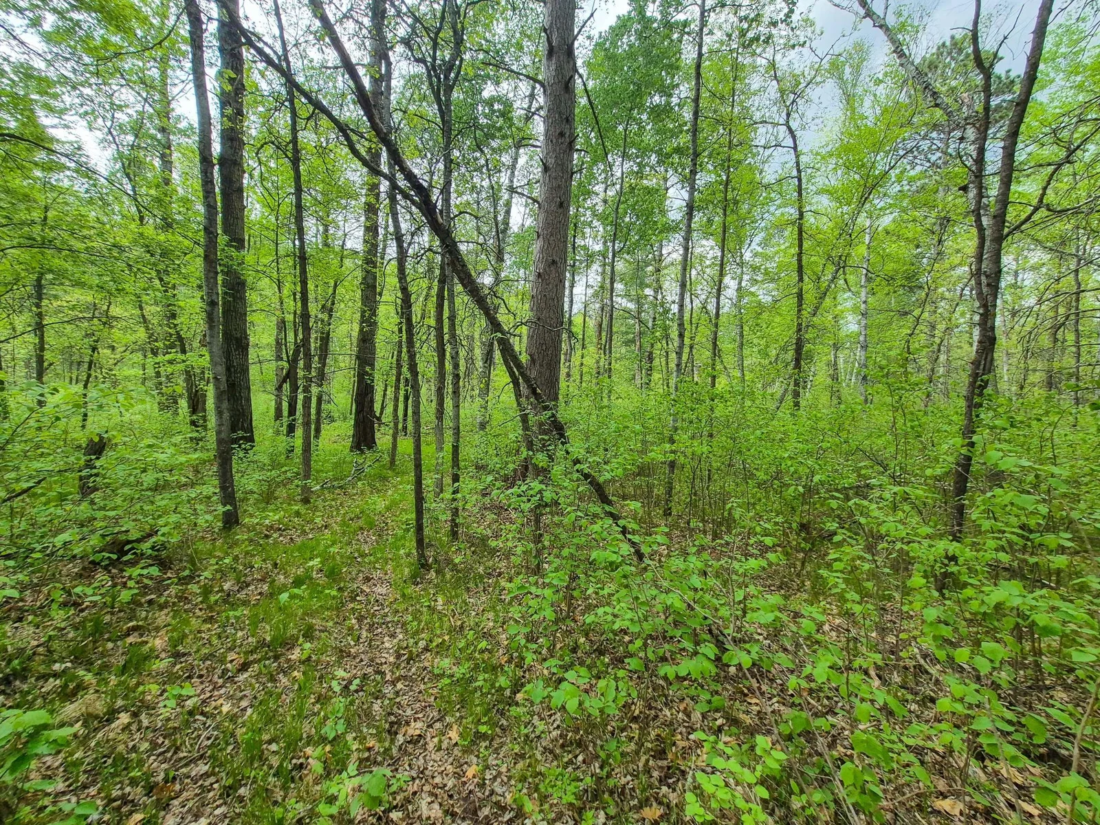 Tree coverage on back of lots