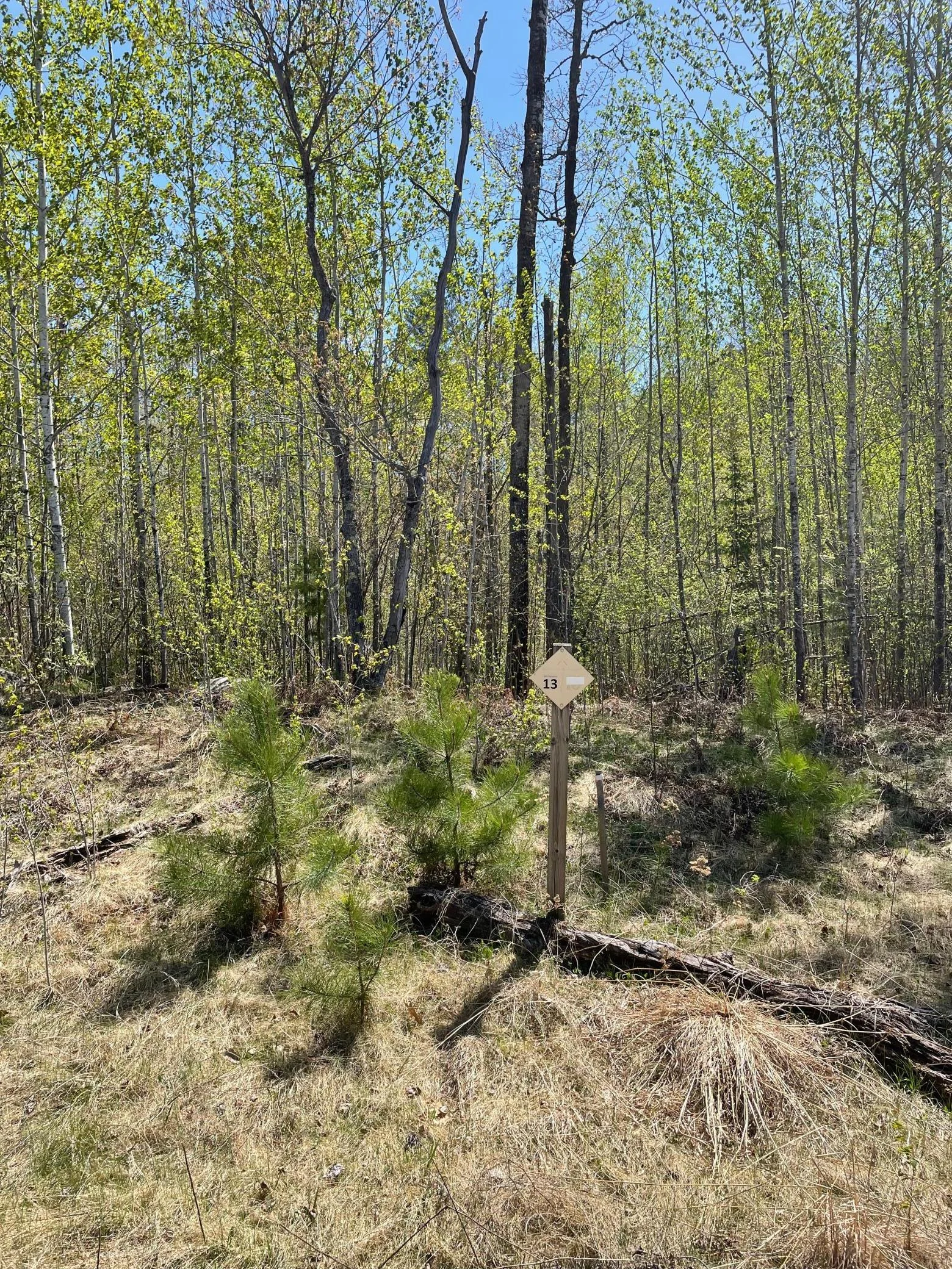 Birchbark Lot 13