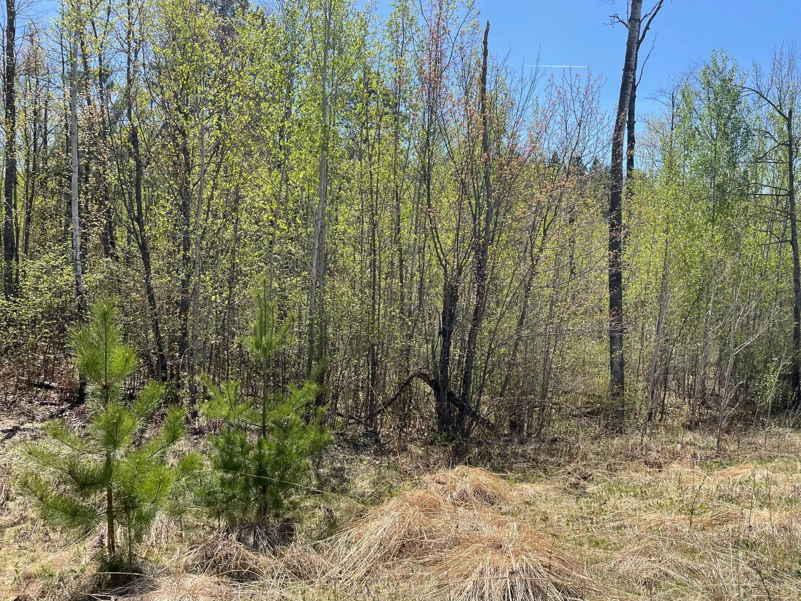 Birchbark Lot 13