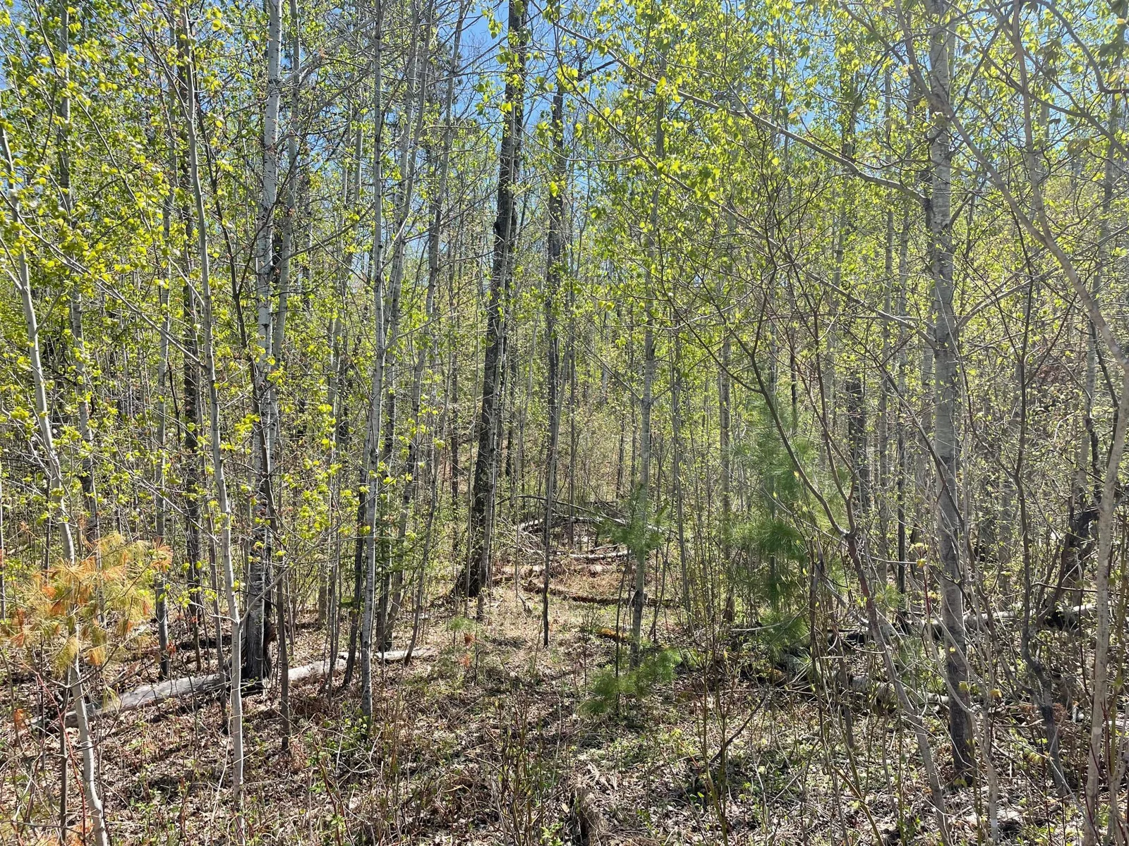 Birchbark Lot 13