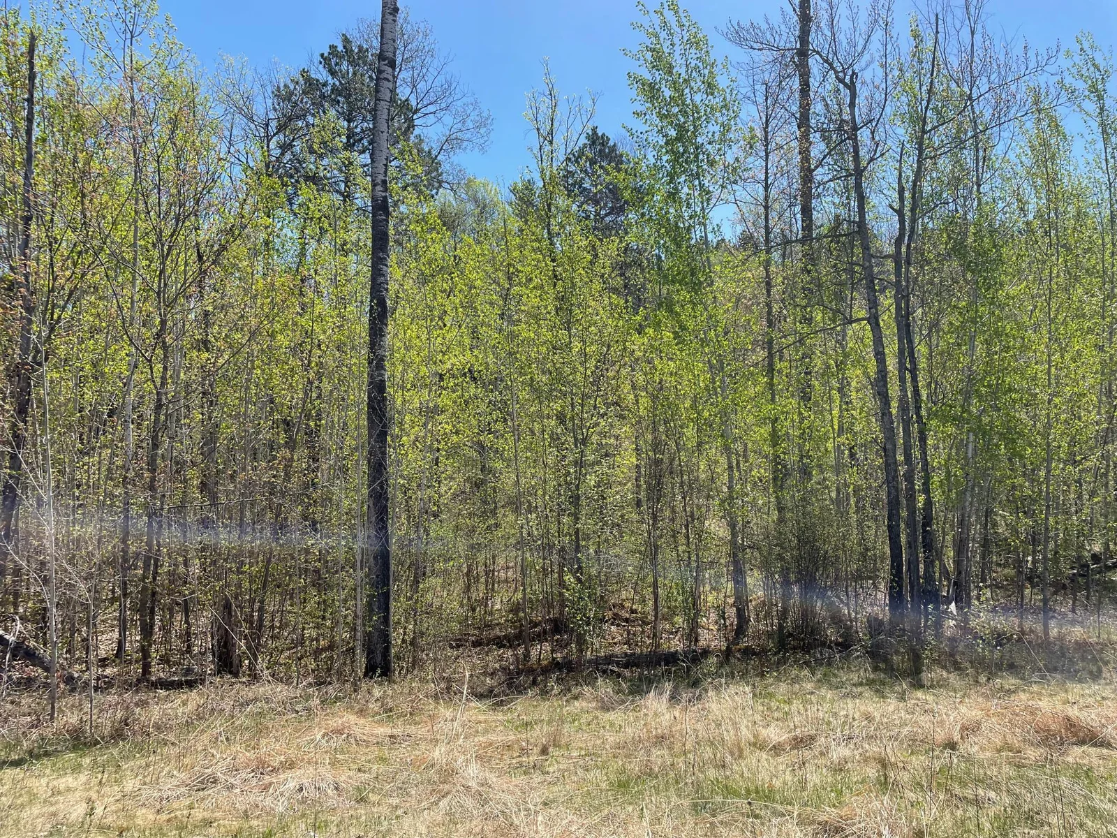 Birchbark Lot 13