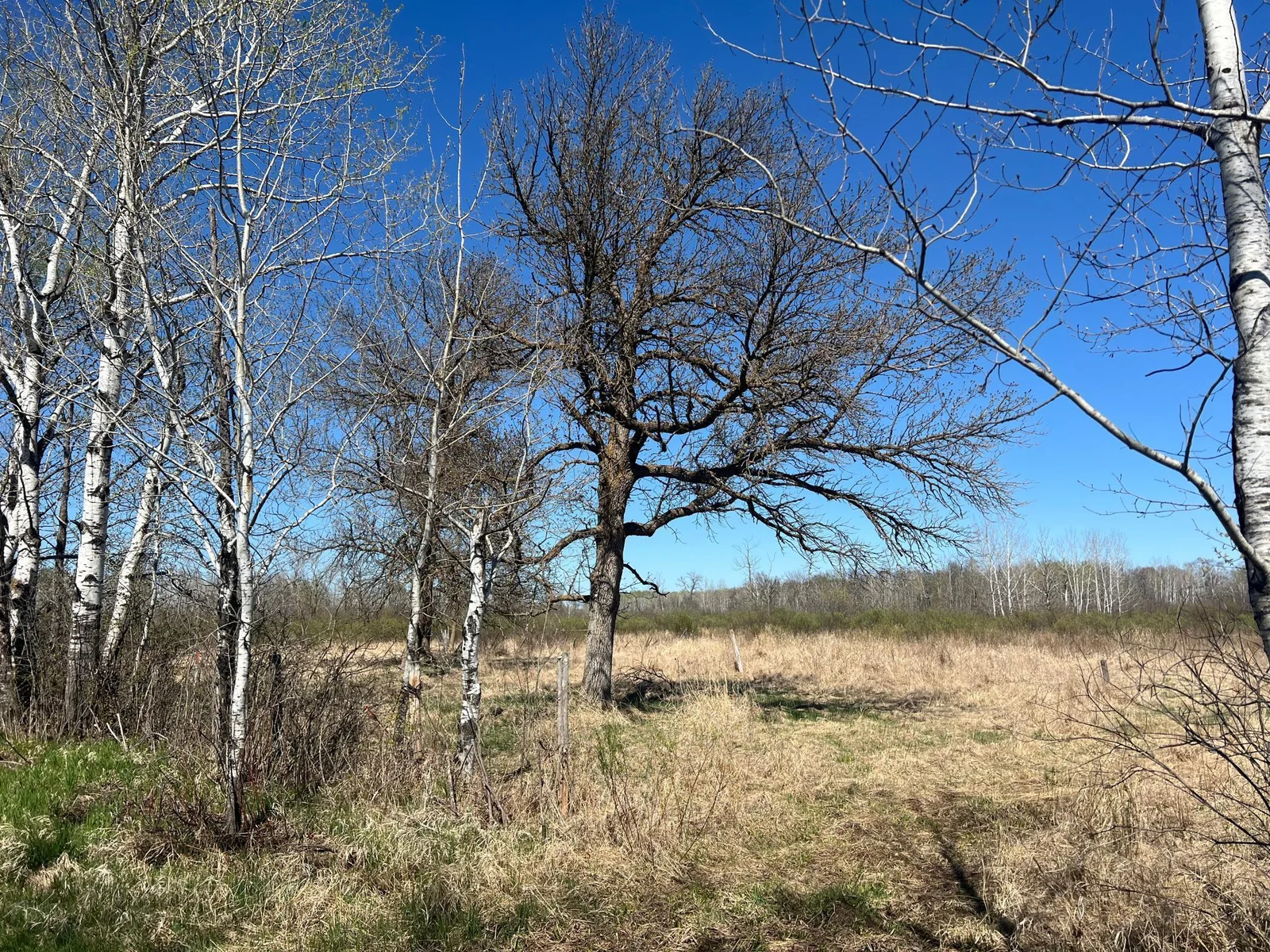 IMG_9678.jpeg