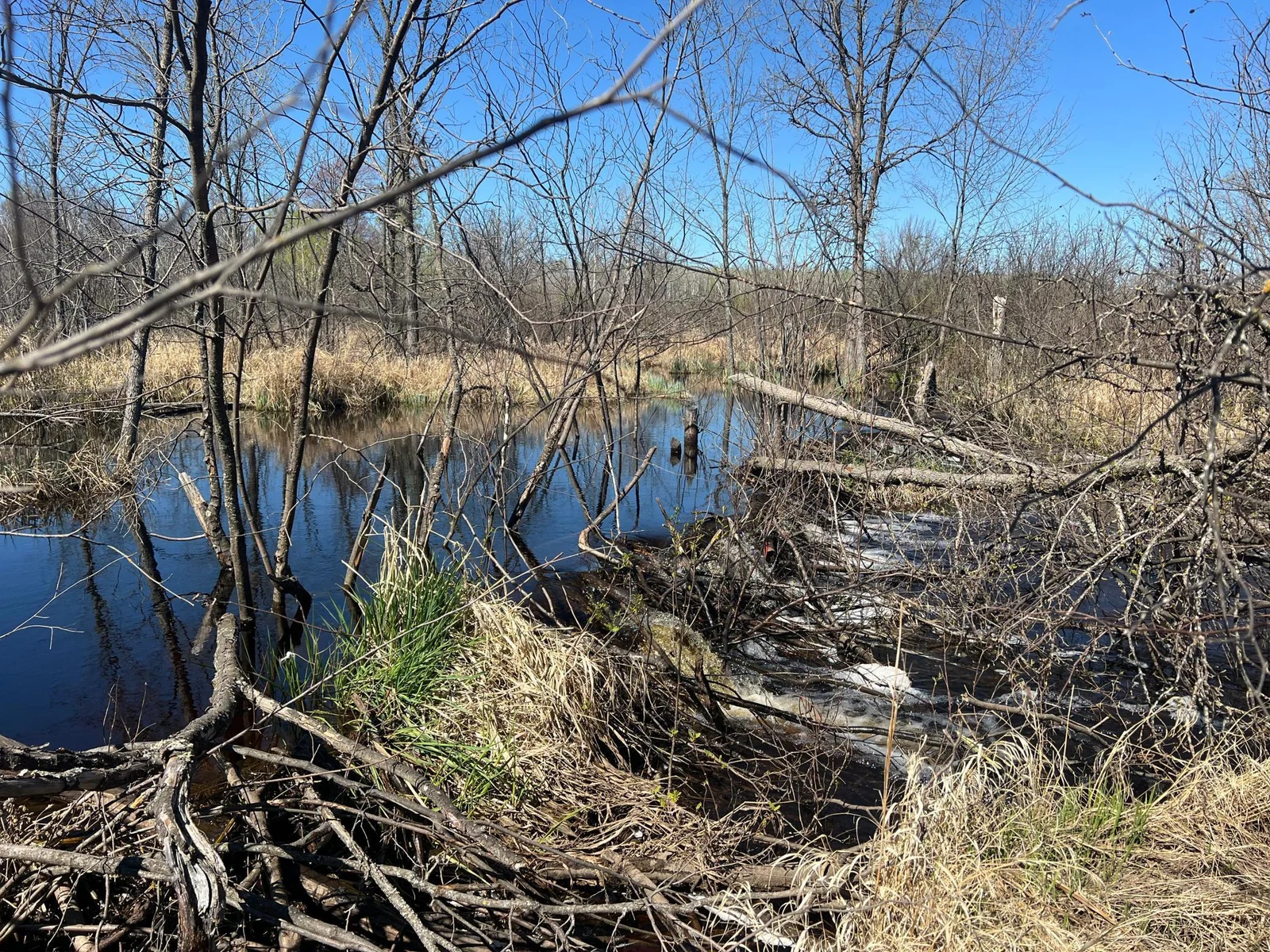 IMG_9690.jpeg