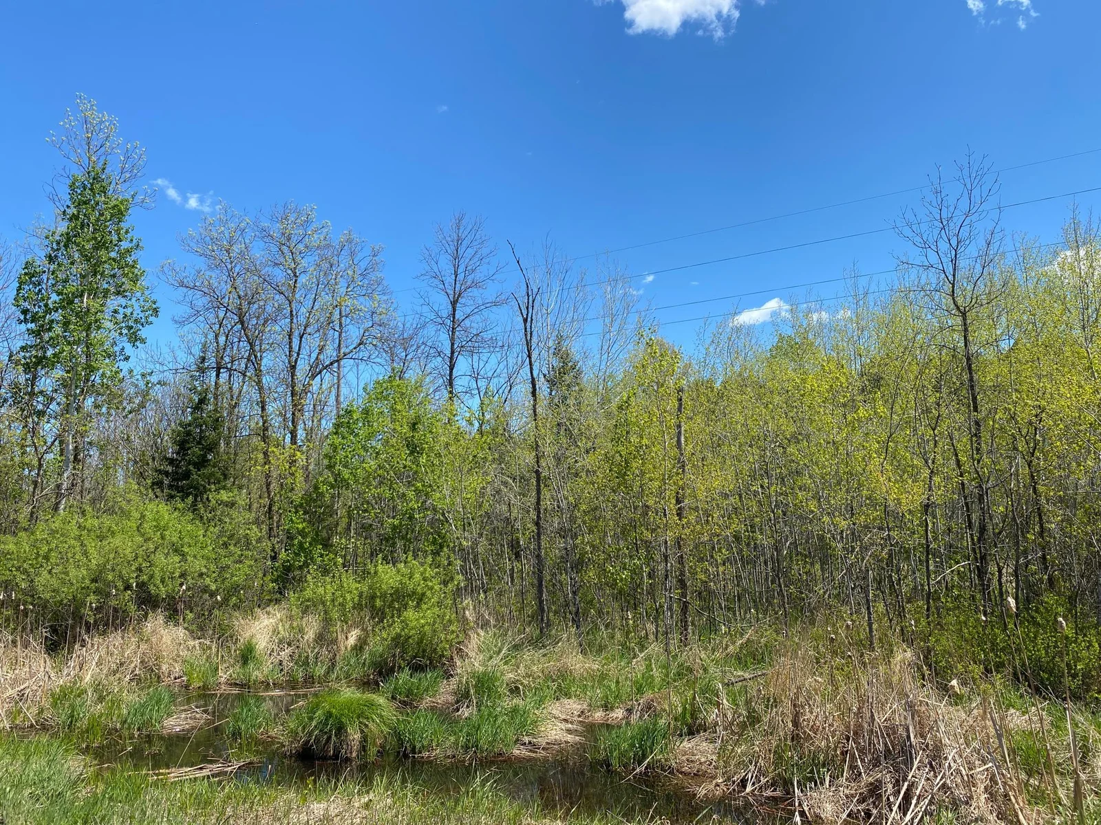 Co Rd 131 View