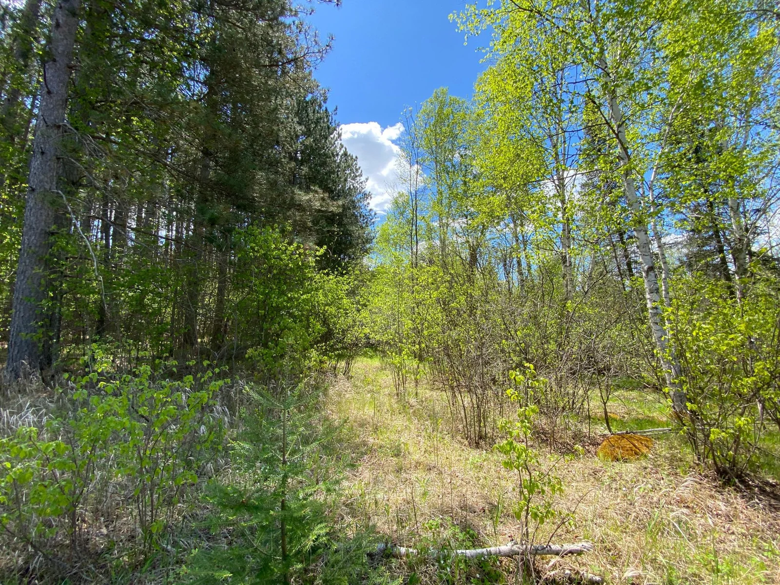 Minkkinen Rd View