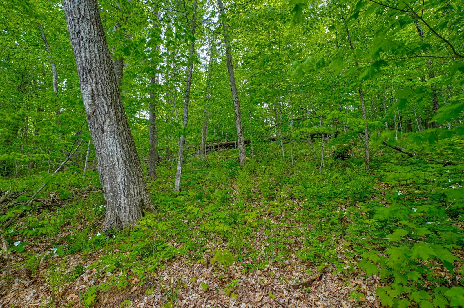 Thumbnail photo 8