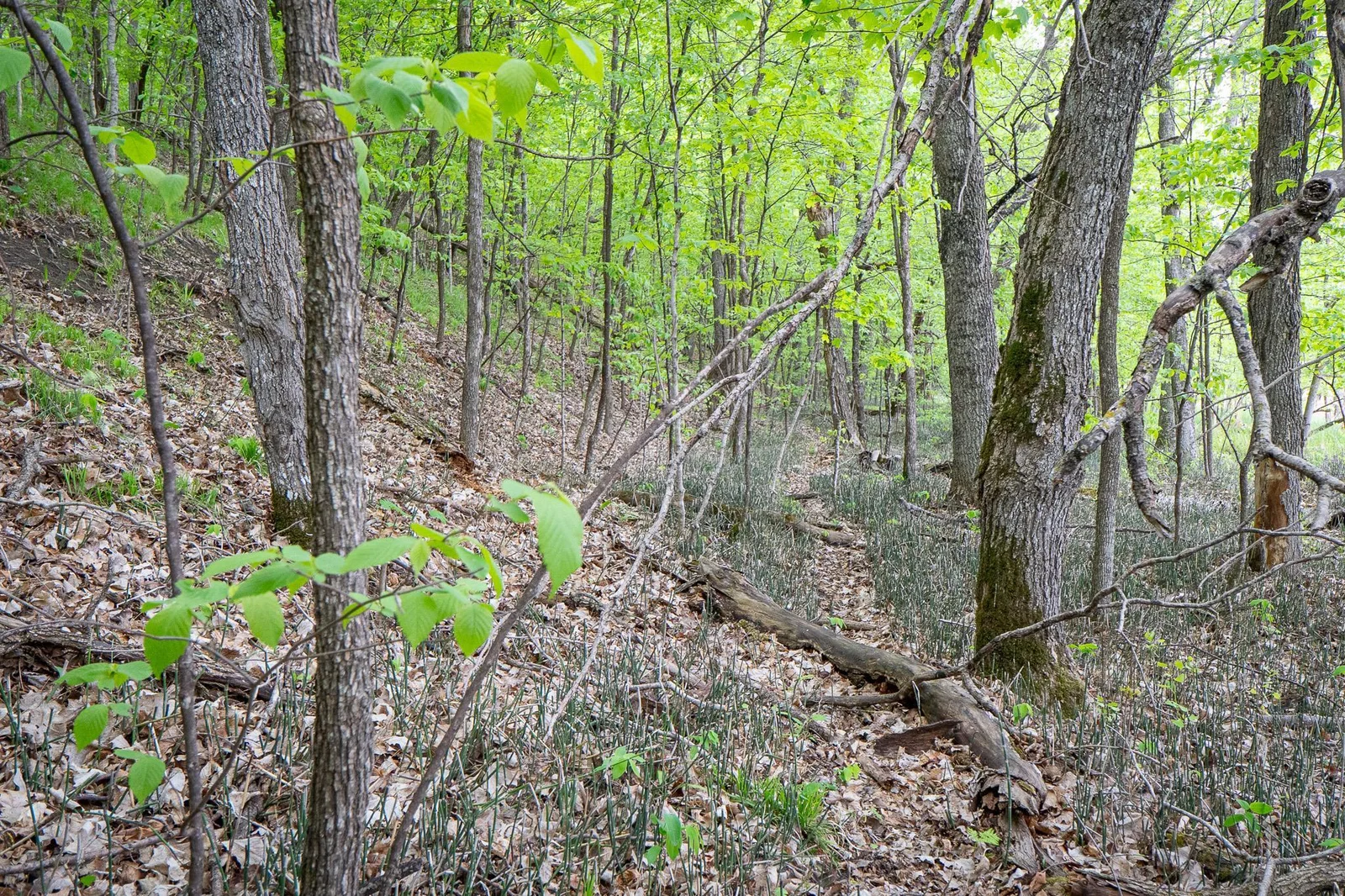 DSC00510.jpg