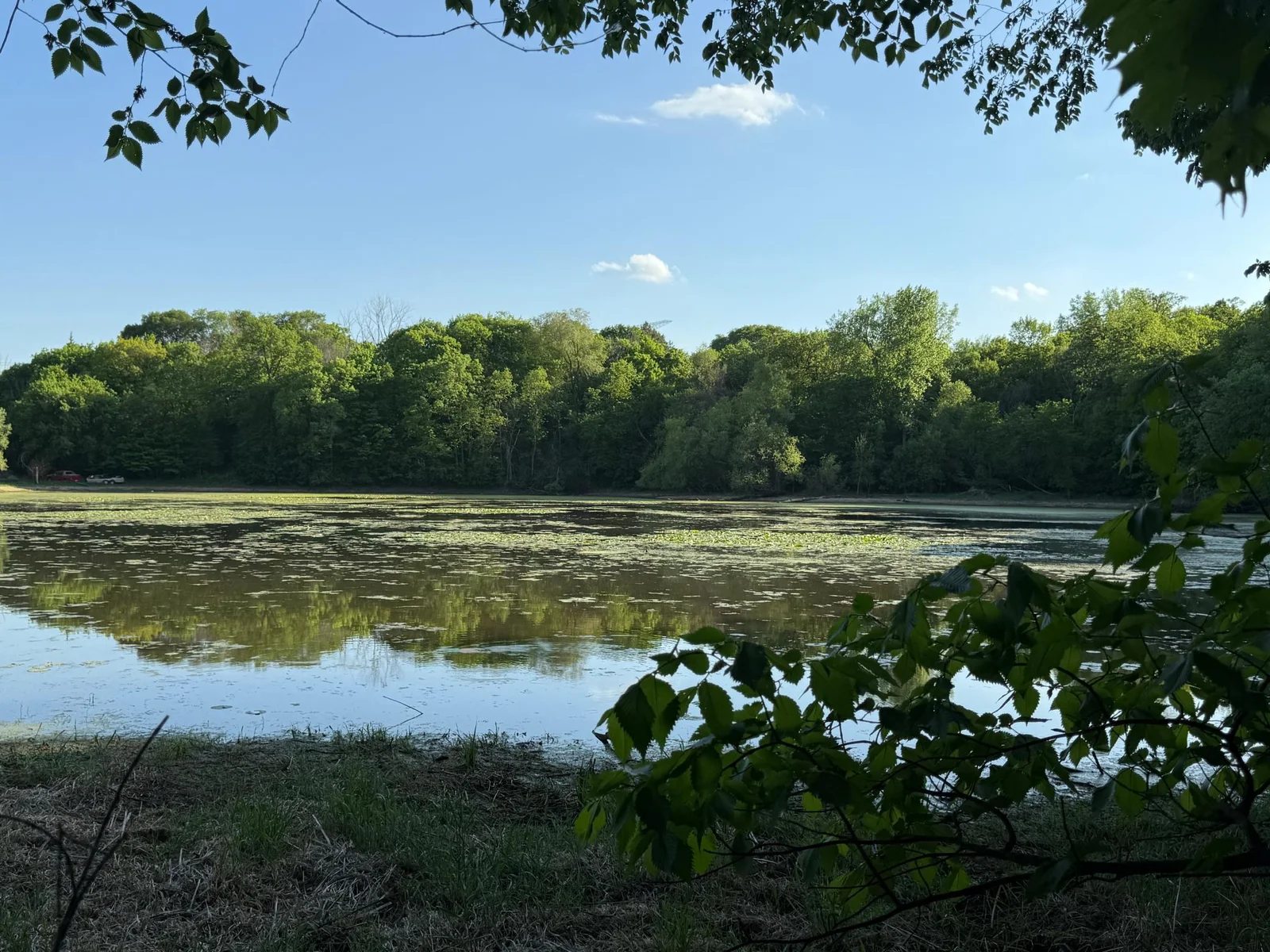 Pond view