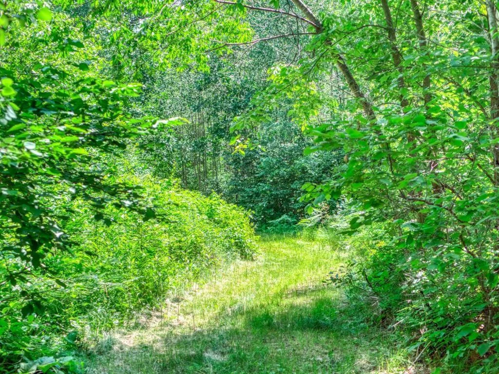 mowed trails.jpg