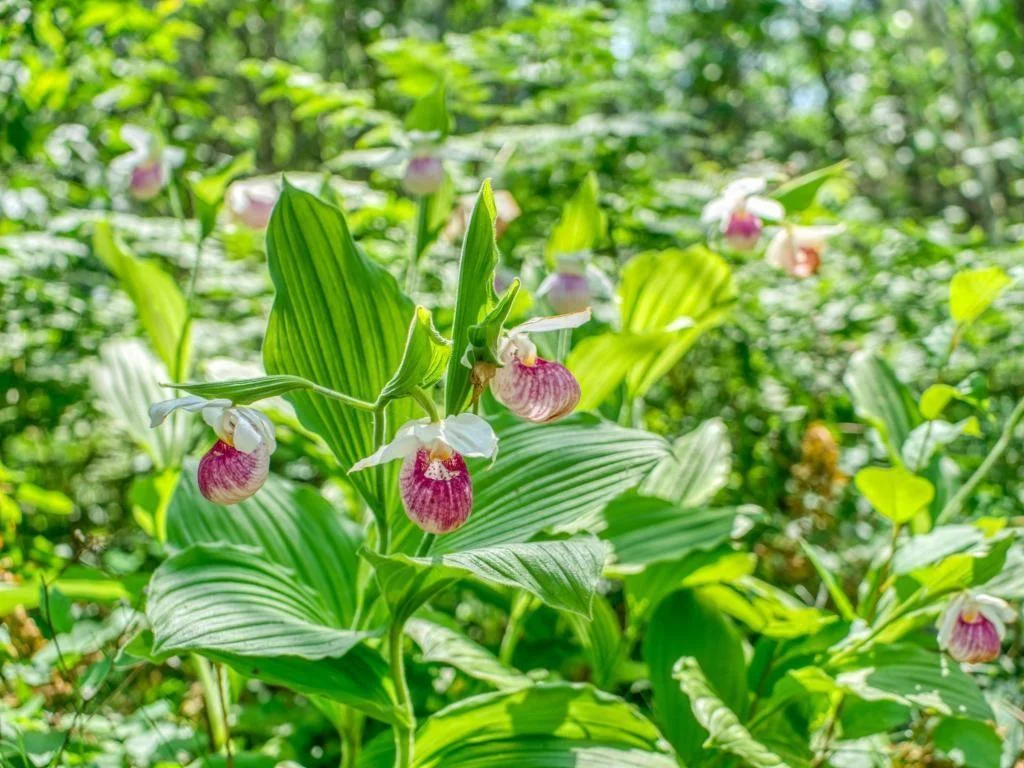MN State Flower (driveway).jpg