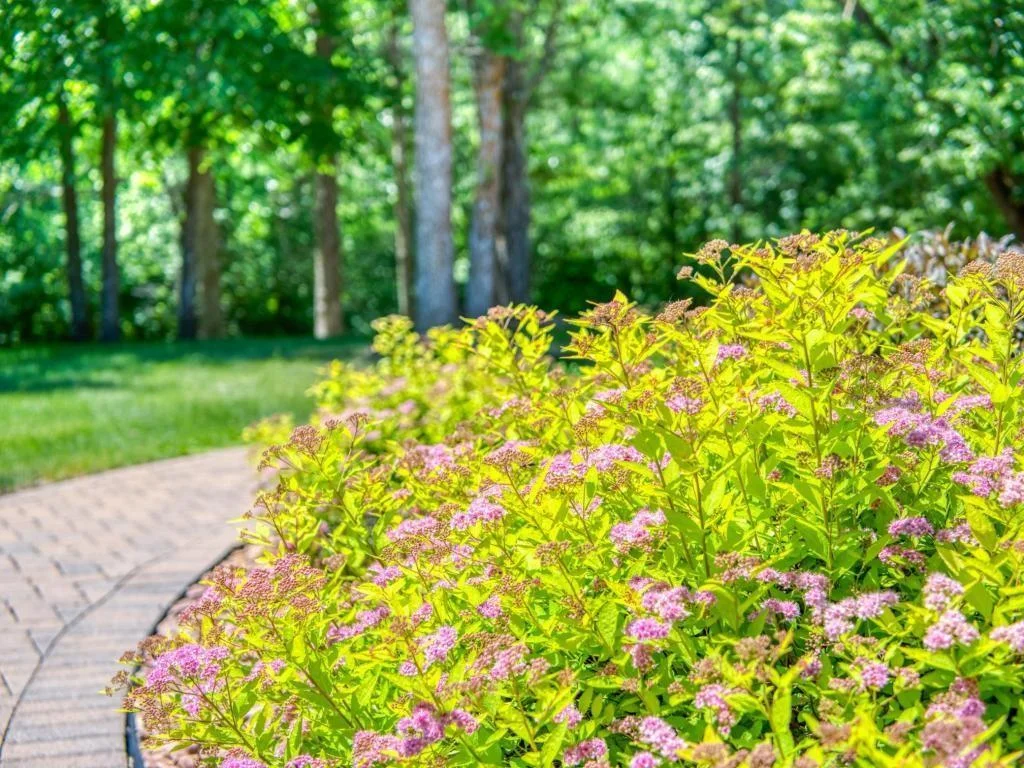 flower beds.jpg