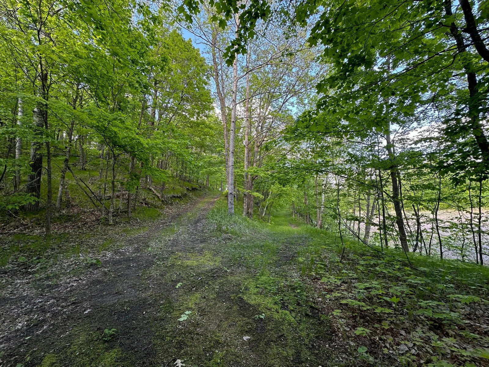 road splits Shell lk.jpg