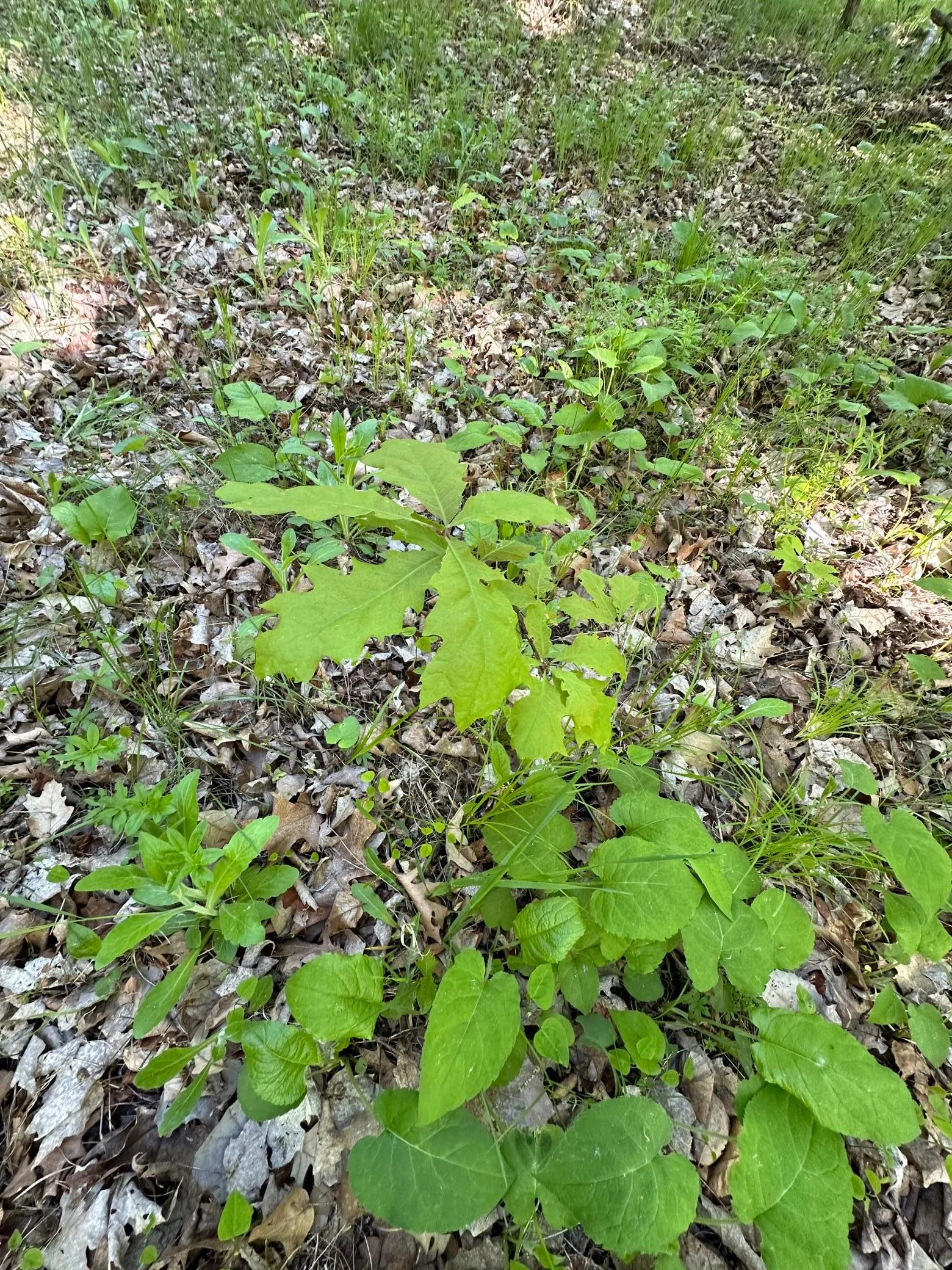Oak Regrowth shell.jpg