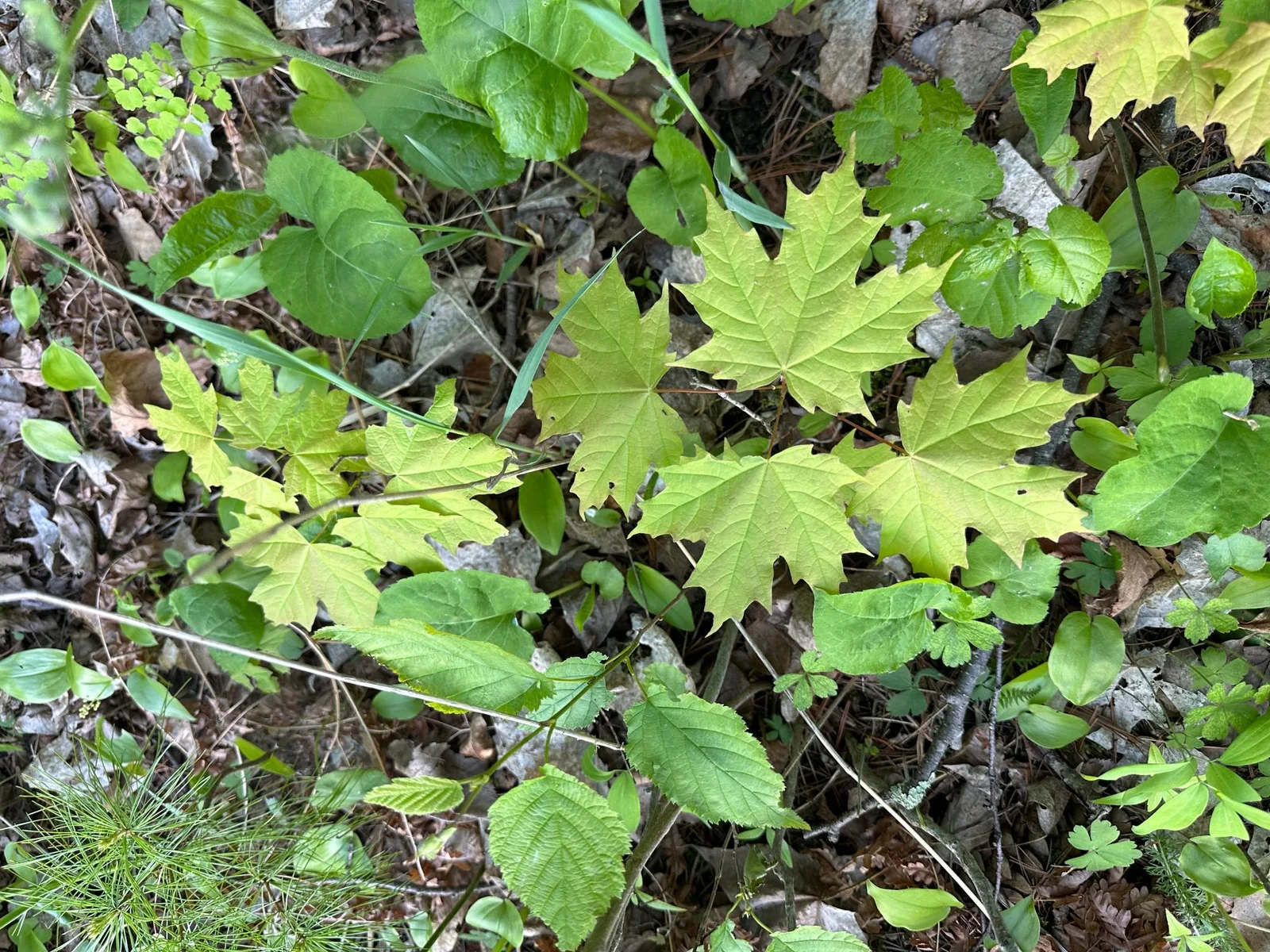 Maple.jpg