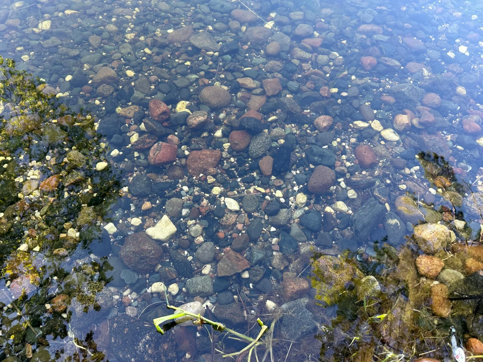 Lake bottom shell lk.jpg