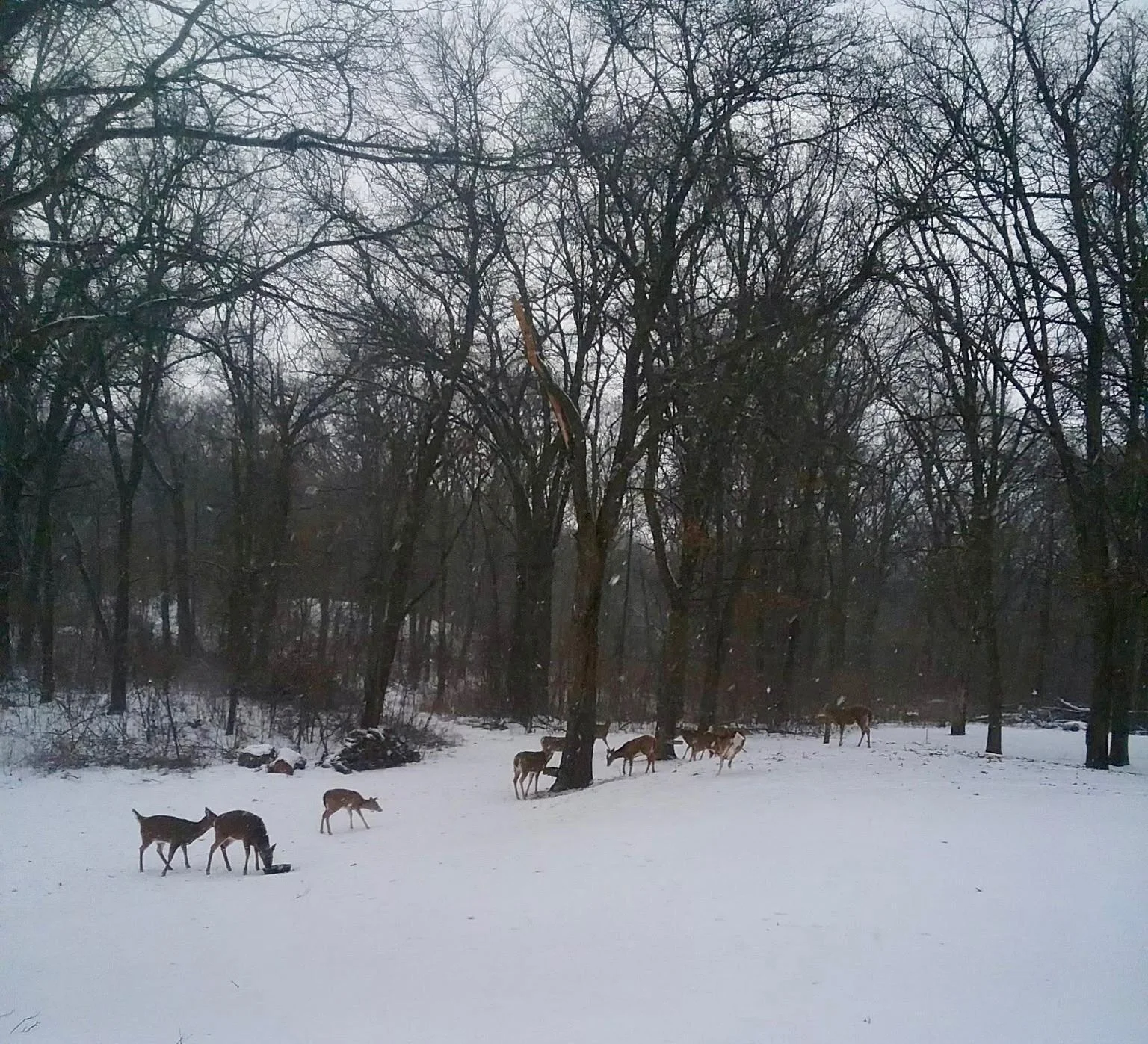 Wildlife 4.JPEG