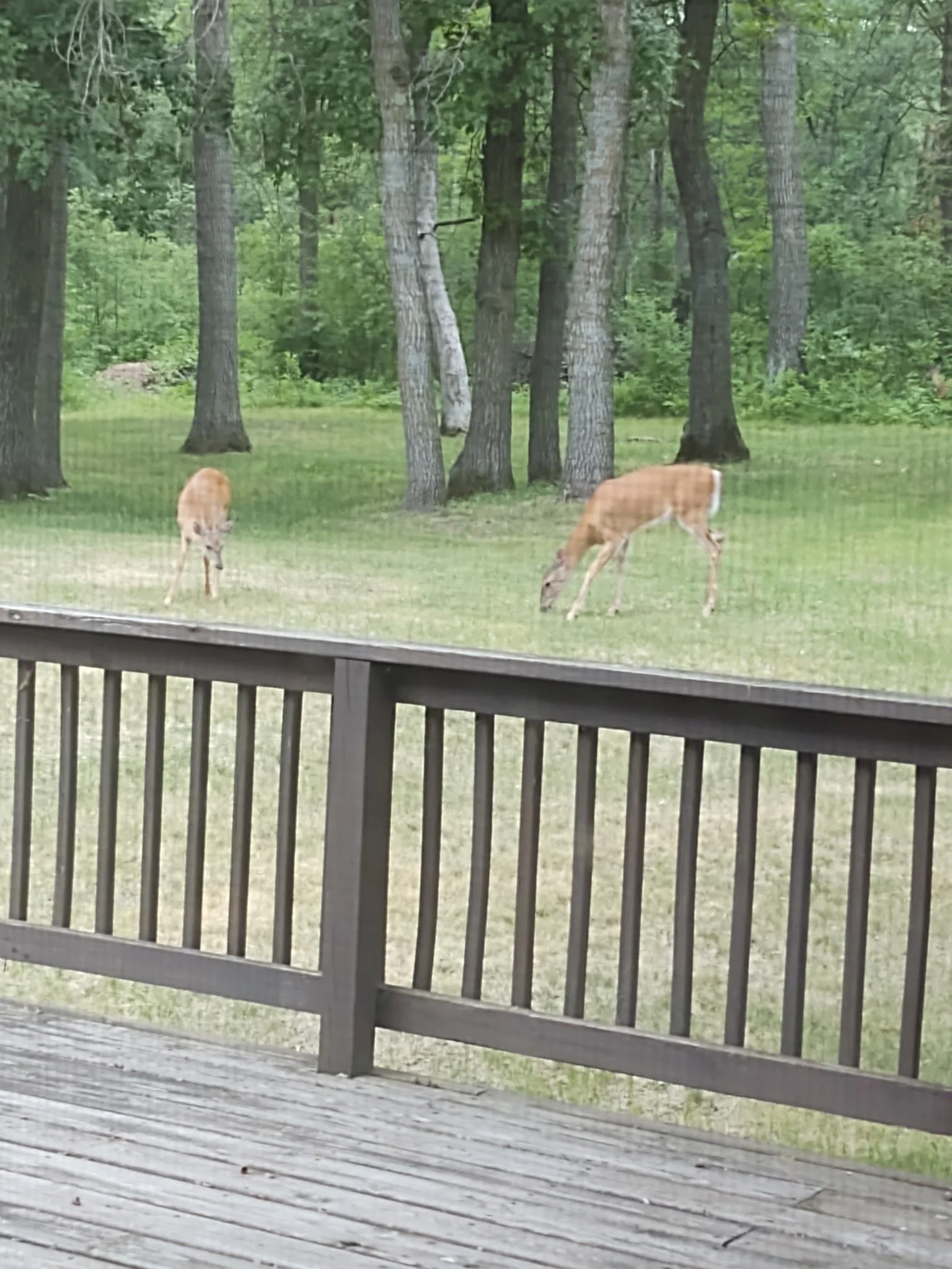 Wildlife 3.JPG