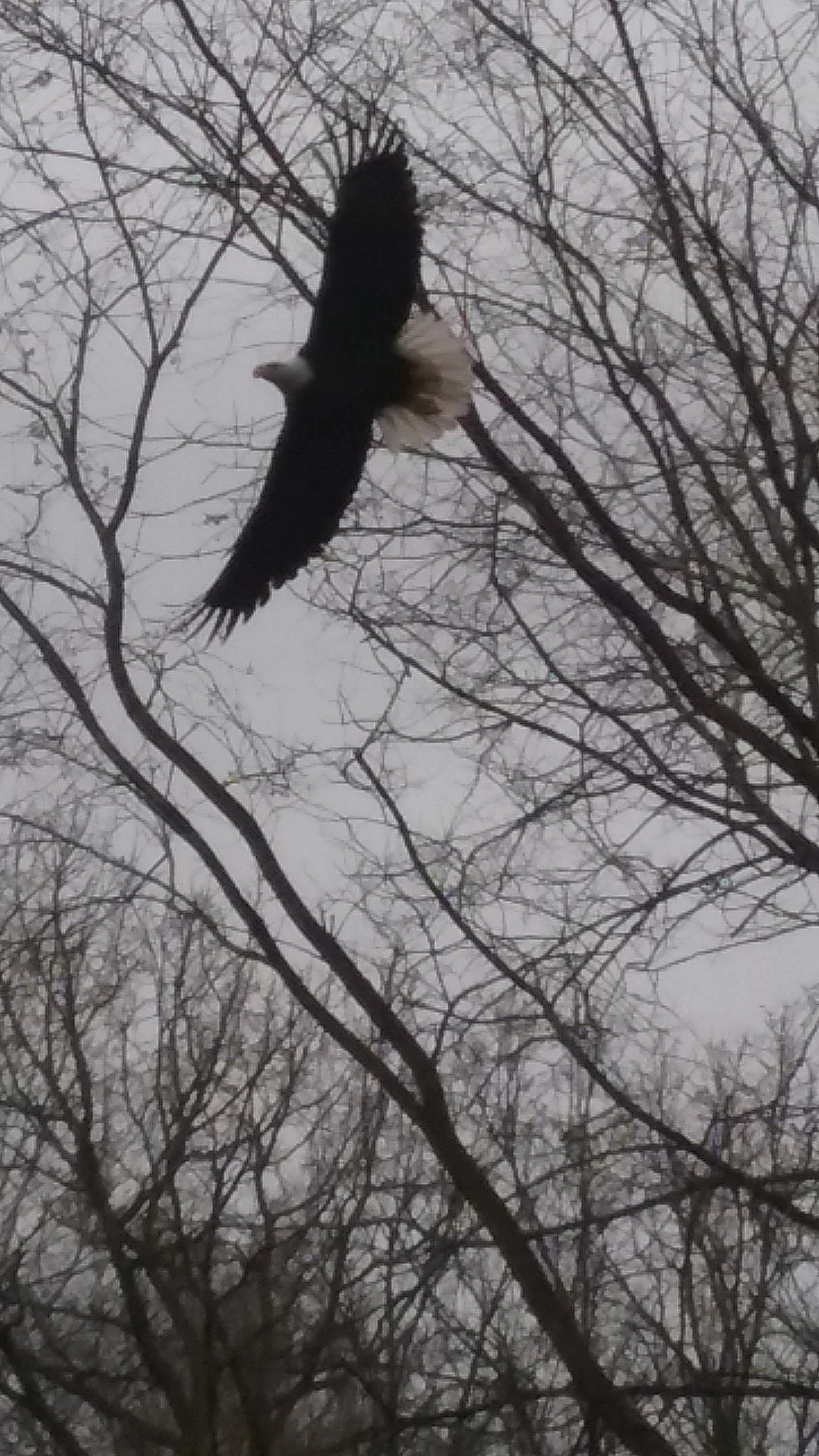Wildlife 5.JPG