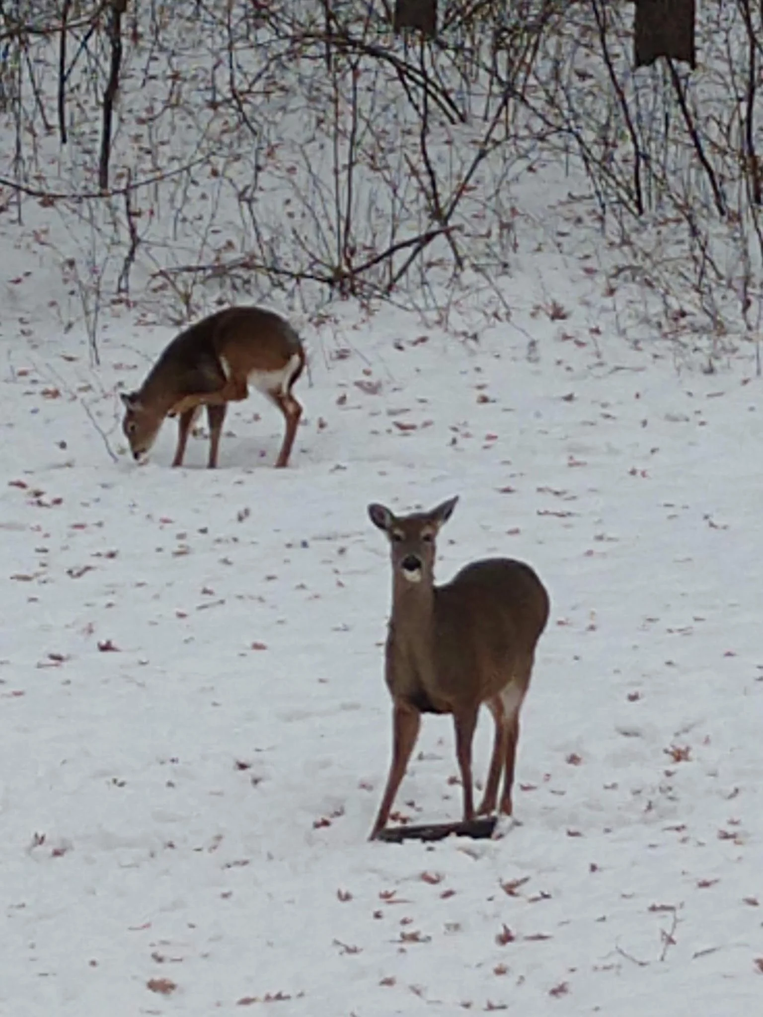 Wildlife 2.JPG