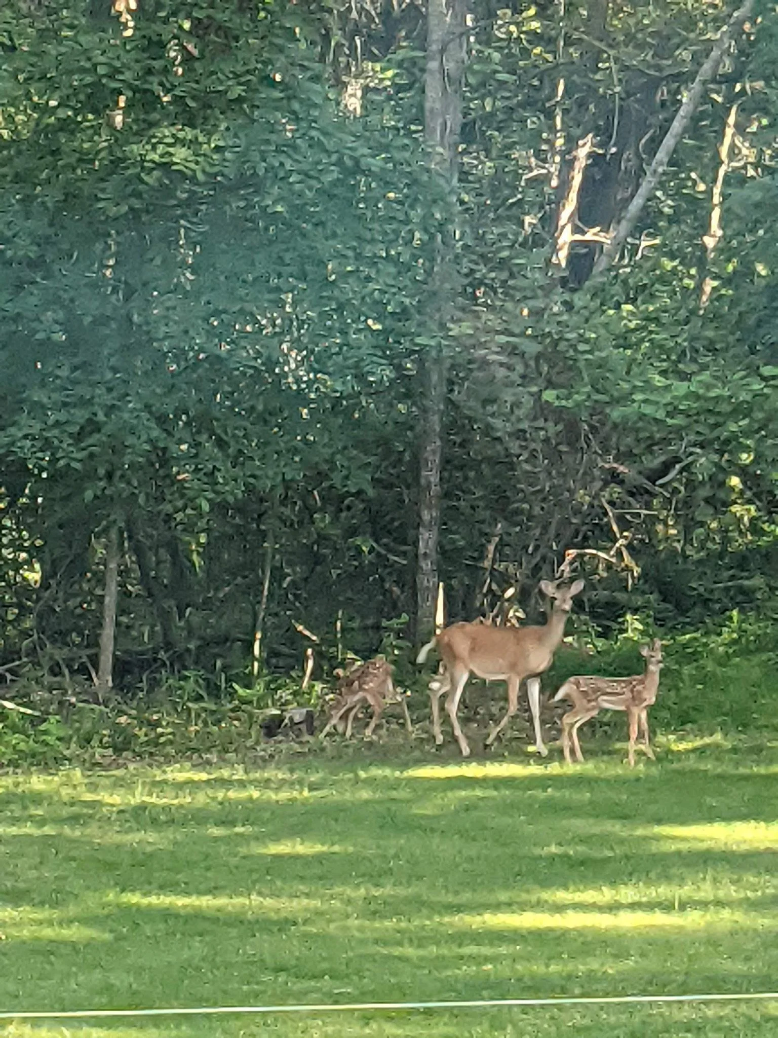 Wildlife 1.JPG