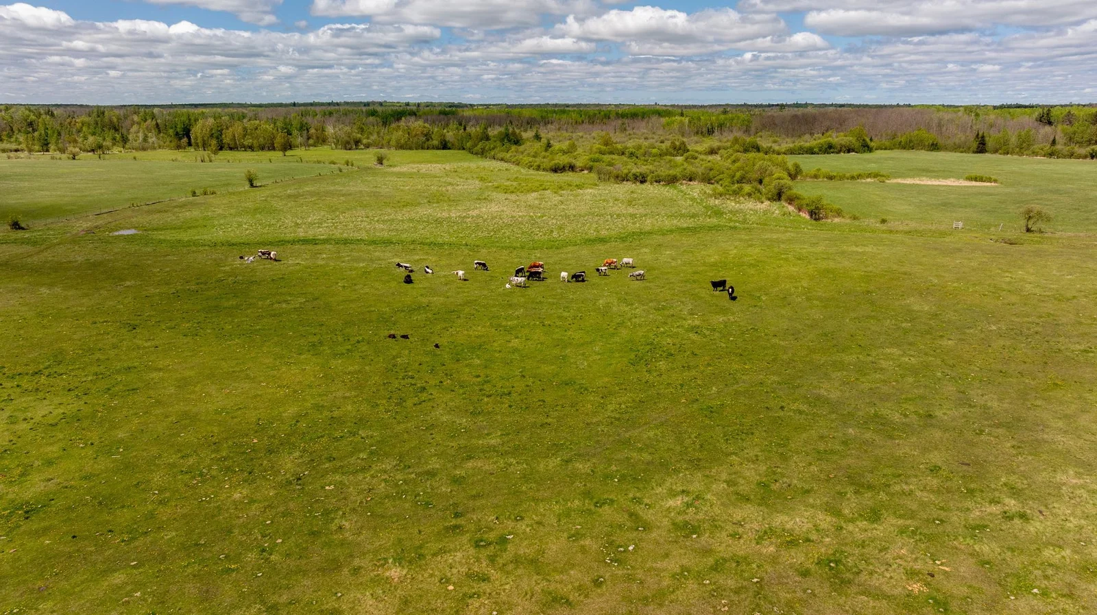 Cattle in the pasture
