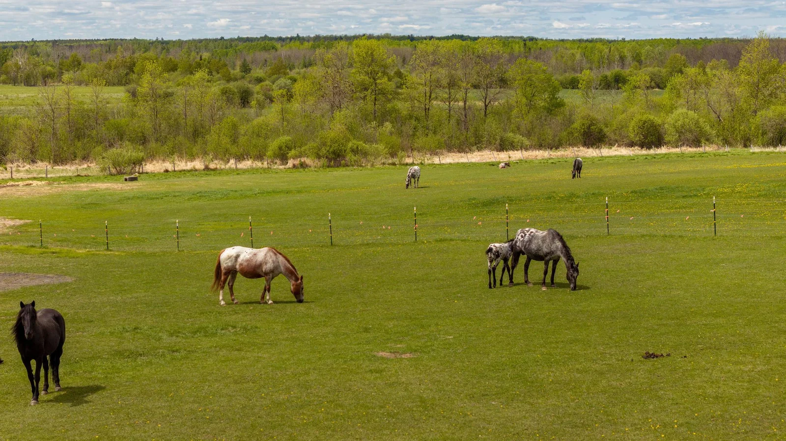 Horse Pasture