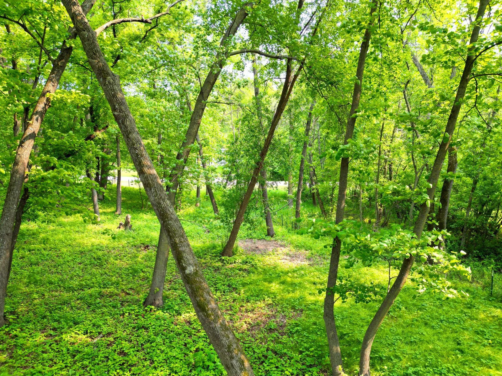 Abundant Trees